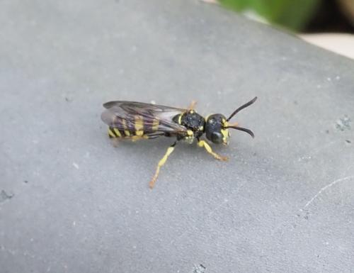 Cerceris sabulosa